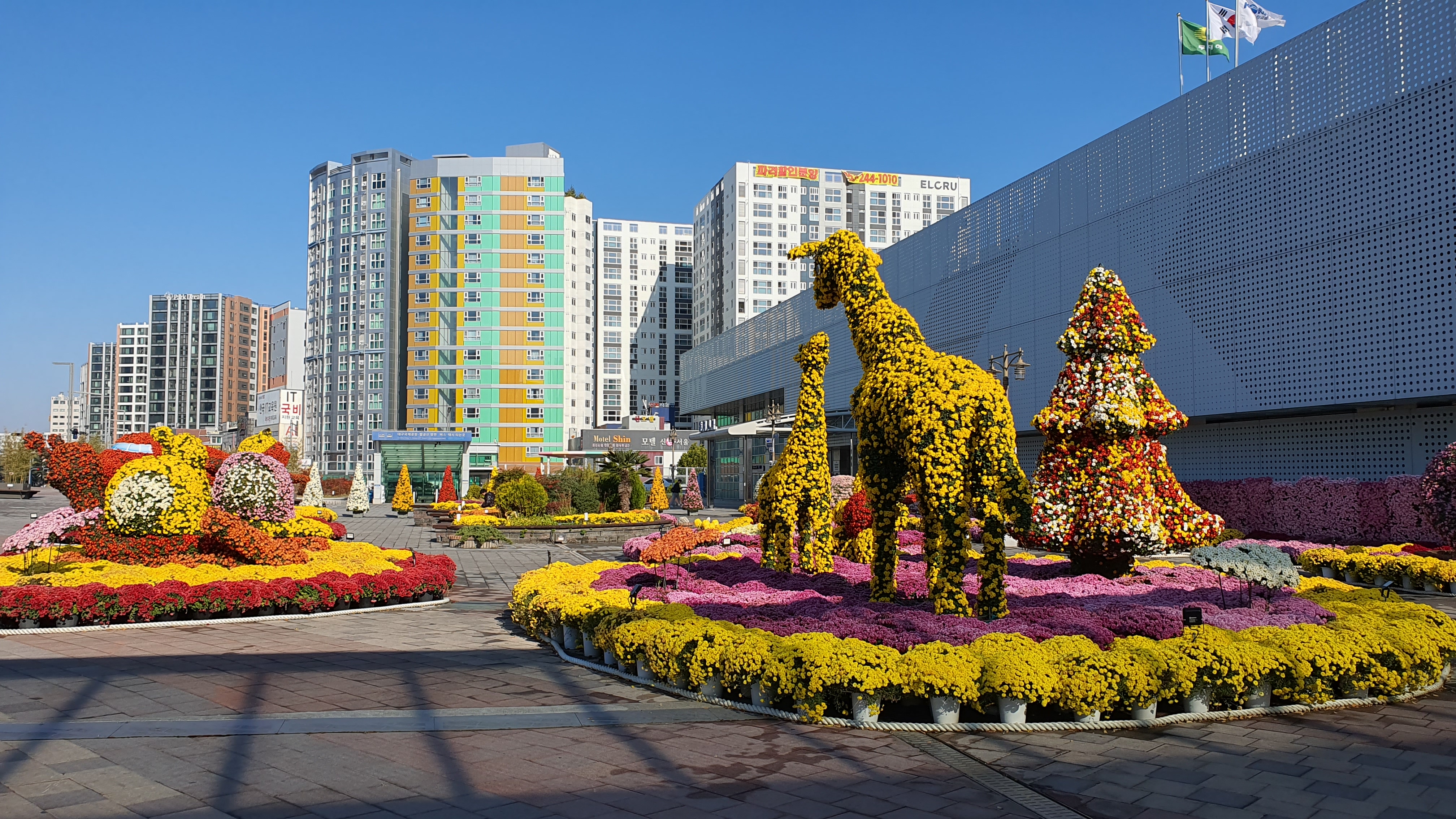 동대구역 광장 국화모형물